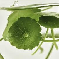 Beauty of Joseon Light on Serum Centella + Vitamin C - www.Kskin.ie
