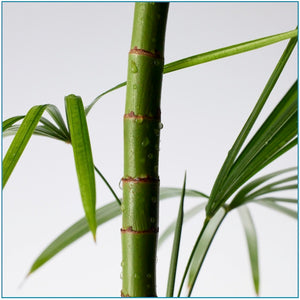 Purito Seoul Mighty Bamboo Panthenol Cream - www.Kskin.ie